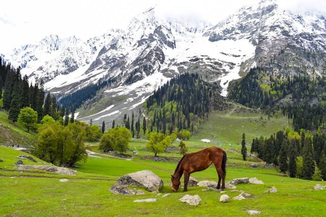 JAMMU AND KASHMIR